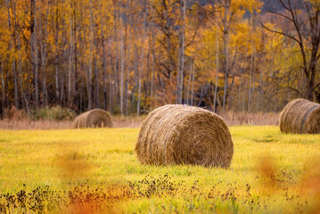 A large round hay bale sits in a golden field surrounded by autumn trees with vibrant yellow and...