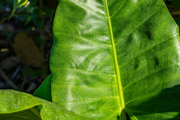 Alocasia macrorrhizos is a species of flowering plant in the arum family (Araceae). giant taro, giant alocasia, ʻape, biga, and pia. Moanalua Valley Trail , Honolulu, Oahu, Hawaii. Koʻolau Range 