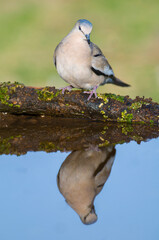 Naklejka premium Picui Ground Dove, Columbina picui, Calden forest, La Pampa, Argentina