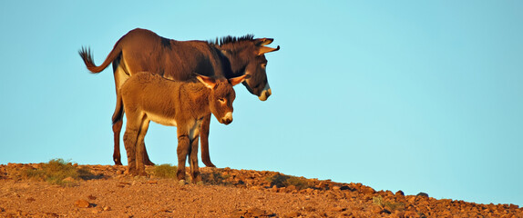 Wild Burro on horizon at sunset- Mom and her foal