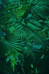 Tropical rainforest leaves with soft green light and natural texture