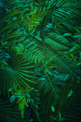 Golden rainforest leaves with warm sunlight and tropical glow