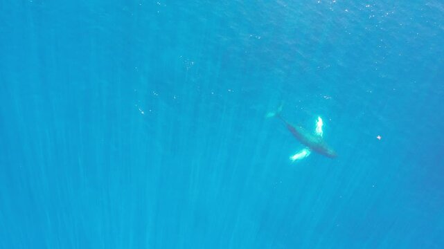 Humpback whales swim off the shore of Hawaii in beautiful blue water 