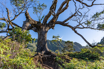 Acacia koa,  koa, is a species of flowering tree in the family Fabaceae. Moanalua Valley & Moanalua Ridge Trail to the Haiku Stairs (Stairway To Heaven), Honolulu, Oahu, Hawaii. Koʻolau Range 