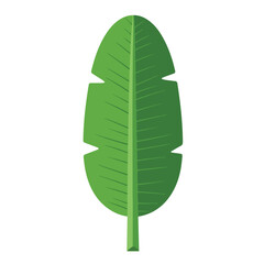 Green banana leaf perfect for tropical designs, nature backgrounds, botanical prints, organic product packaging, exotic themes, and ecofriendly concepts.