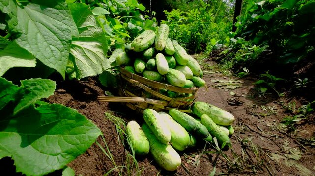Close up ground level shot of freshly harvested gherkin cucumber overfilling wicker basket and some fruits laying on ground next to it