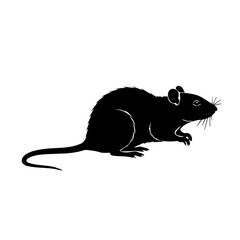 Silhouette of a rat, a common rodent known for its long tail and presence in various environments