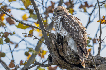 Juvenile red-shouldered hawk perched in a tree.