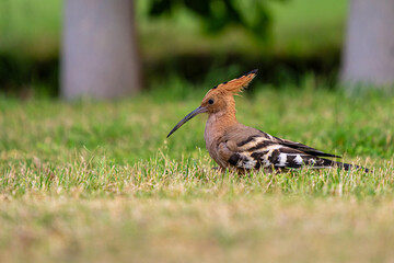 Eurasian Hoopoe bird foraging on green grass near the Nile River, Egypt © FelixB