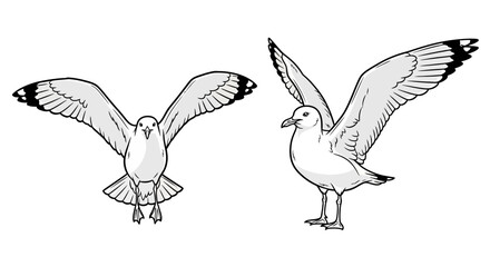 Two seagulls are depicted in a black and white illustration, one flying with wings spread and the other standing with one wing raised.