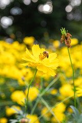満開の黄色いコスモスの花畑の中で、一匹の蜜蜂が柔らかな陽光に照らされた花弁にとまり、鮮やかな黄色の花芯から一心に蜜と花粉を集める瞬間を穏やかに捉えた写真