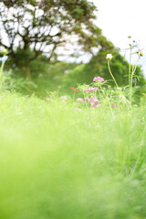 Soft pink cosmos flowers swaying in the gentle breeze, captured through lush green foreground foliage, with modern skyscrapers blurred in the background, expressing a serene harmony between nature and