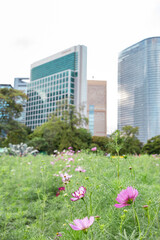 Soft pink cosmos flowers swaying in the gentle breeze, captured through lush green foreground foliage, with modern skyscrapers blurred in the background, expressing a serene harmony between nature and