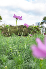 高層ビルを背景に、柔らかな緑の草原の中で風に揺れる淡いピンク色のコスモスを優しく捉えた都会と自然の調和を感じる一枚