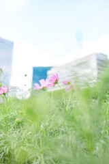 高層ビルを背景に、柔らかな緑の草原の中で風に揺れる淡いピンク色のコスモスを優しく捉えた都会と自然の調和を感じる一枚