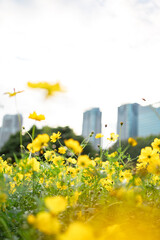 柔らかな陽光を受けて一輪の黄色いコスモスがすっと立ち上がり、周囲を埋め尽くす無数の黄花が奥行きのあるボケとして広がる風景。背景には大きく深い緑の樹木と、にじむような玉ボケ、わずかに見える都会の高層ビルが重なり、自然の鮮やかさと都市の気配が共存する穏やかな秋の日の情景が丁寧に描かれている。