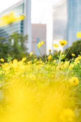 柔らかな陽光を受けて一輪の黄色いコスモスがすっと立ち上がり、周囲を埋め尽くす無数の黄花が奥行きのあるボケとして広がる風景。背景には大きく深い緑の樹木と、にじむような玉ボケ、わずかに見える都会の高層ビルが重なり、自然の鮮やかさと都市の気配が共存する穏やかな秋の日の情景が丁寧に描かれている。