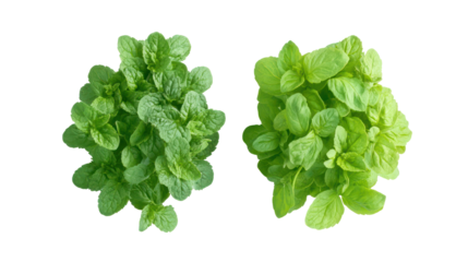 Two heads of fresh green lettuce isolated on transparent background