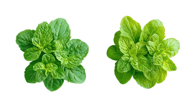 Two fresh mint herb sprigs isolated on transparent background