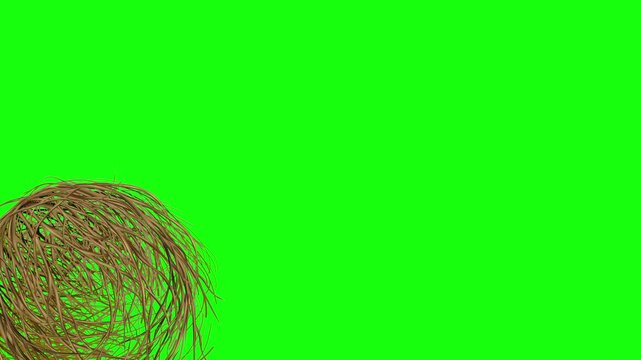 Animation of Tumbleweed rolling on on green screen. Dry plant rotating on the ground passing in front of the screen at the bottom. Western, Silence, Desert, Deserted, Empty, Lonely, Dead, Unpopular.