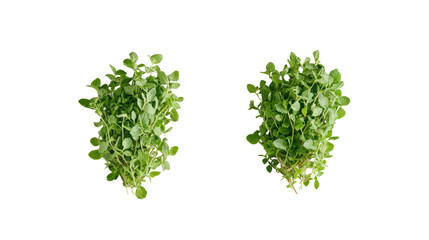Mint and Thyme Two Sets Side by Side Falling in the Air Overhead on Transparent Background