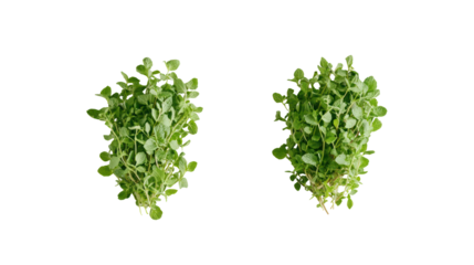 Mint and Thyme Two Sets Side by Side Falling in the Air Overhead on Transparent Background
