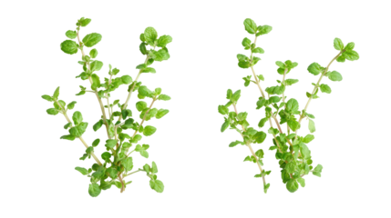 Mint and Thyme Two Sets Side by Side Falling in the Air Overhead on Transparent Background