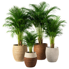 Obraz premium Lush green potted plants arranged in decorative natural fiber baskets