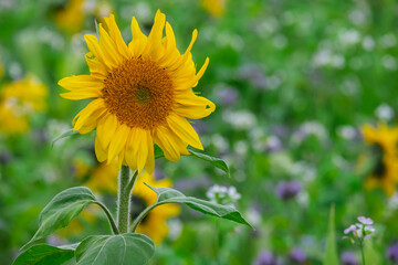 Sonnenblume (Helianthus annuus) in einem Feld mit Gründüngung