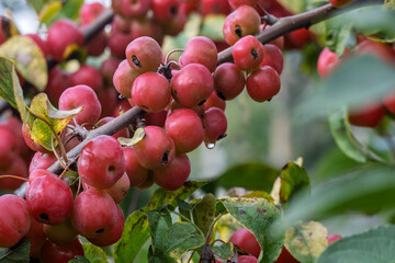 Zierapfelbaum (Malus spec.), Früchte