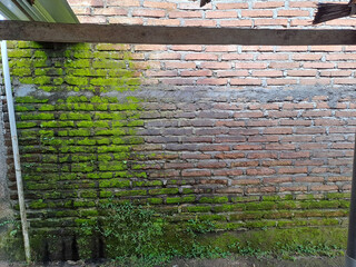 old brick wall with moss. A weathered brick wall adorned with patches of vibrant green moss and illuminated by a single, soft light source, creating a dramatic backdrop for an empty space.	
