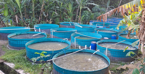 portrait of catfish in a large pond. Cultivation of catfish in traditional ponds
