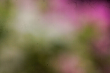 Green bokeh background from nature forest with morning sunlight out of focus	
