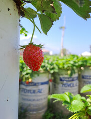 Ripe organic strawberry on the tree. strawberry field. Delicious berries in the garden on a sunny day	
