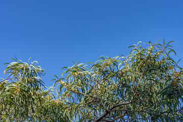 Acacia koa,  koa, is a species of flowering tree in the family Fabaceae. Moanalua Valley & Moanalua Ridge Trail to the Haiku Stairs (Stairway To Heaven), Honolulu, Oahu, Hawaii. Koʻolau Range /