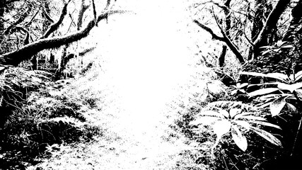 Enchanting forest path bathed in bright light