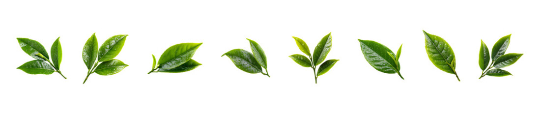 Obraz premium A collection of fresh green leaves isolated on a white background.