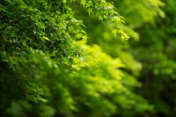 光を浴びて輝く新緑のもみじ