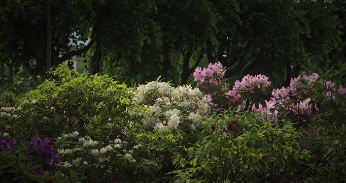 Scenic Floral Landscape of Colorful Blossoms and Foliage