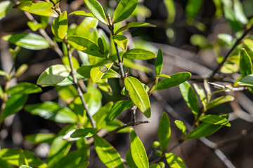 Alyxia stellata, maile in Hawaiian, is a species of flowering plant in the dogbane family, Apocynaceae. Moanalua Valley & Moanalua Ridge Trail to the Haiku Stairs (Stairway To Heaven), Honolulu, Oahu,