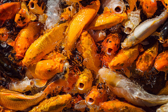 a lot of orange freshwater fish asking for food