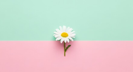 Minimalist Daisy on Pastel Background