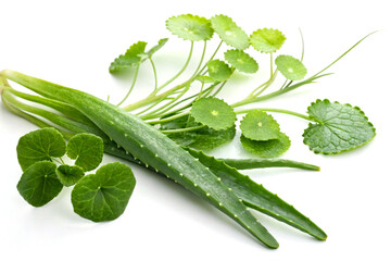 Fresh aloe vera and thankuni leaves on white background