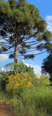 Bela paisagem com Araucaria.  pinheiro em extinçao no Brasil