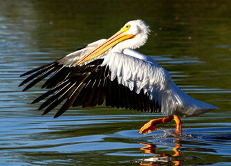 American White Pelican 