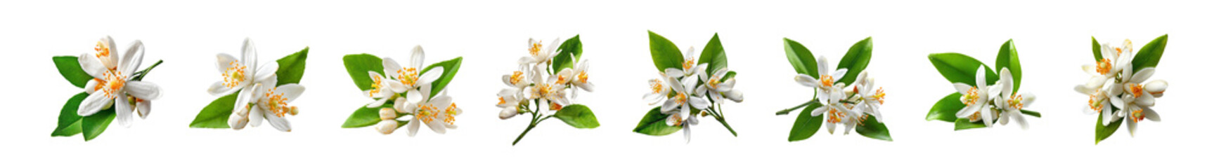 Fototapeta premium Collection of delicate white and pink blossoms with green leaves.