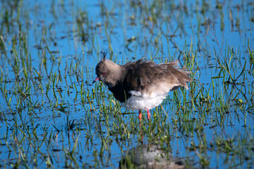 Southern lapwing on the flooded field