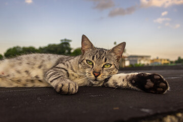 Cat lying on the roof with blue sky background
