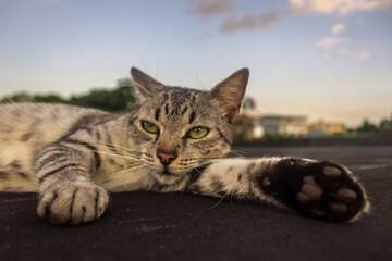 Cat lying on the roof with blue sky background