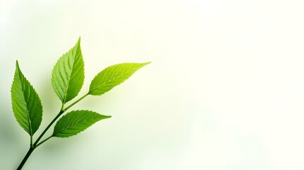 Obraz premium Hands holding a steaming mug above autumn leaves creating a cozy and warm seasonal feeling